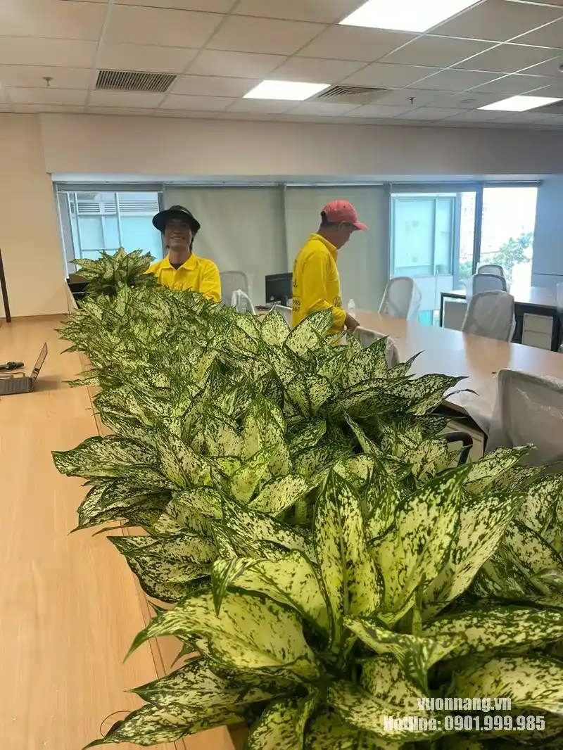 Cụm cây ngọc ngân trong bồn dài tại khu làm việc chung MIK Group. Cận cảnh cụm cây ngọc ngân được bố trí dày vừa phải trong bồn dài giữa khu vực làm việc của nhân viên