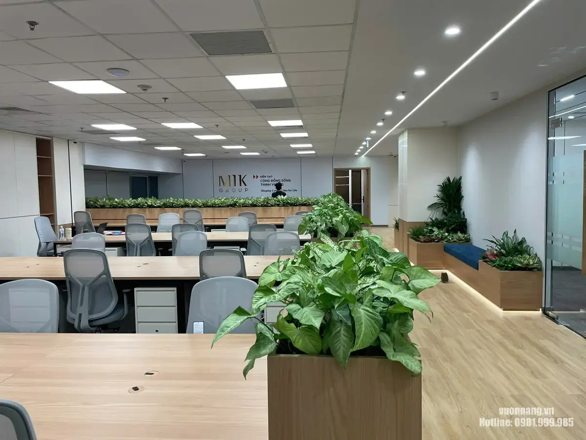 : Cây văn phòng tại khu làm việc chung và pantry MIK Group sau khi hoàn thiện. Toàn cảnh khu làm việc chung của MIK Group sau khi Vườn Nắng hoàn thiện các bồn cây xanh tích hợp giữa dãy bàn và khu vực sát lối đi.