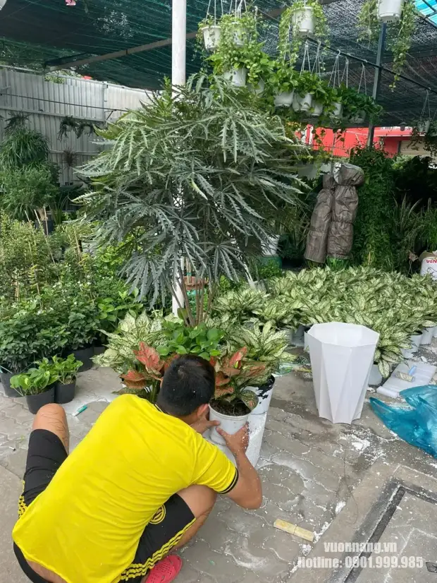 Nhân viên Vườn Nắng chuẩn bị cây xanh cho dự án văn phòng MIK Group Quận 1. Nhân viên Vườn Nắng kiểm tra và chuẩn bị cây, chậu trước khi vận chuyển đến văn phòng khách hàng.