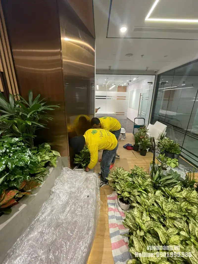 Nhân viên Vườn Nắng thi công bồn cây tại khu lounge MIK Group Quận 1. Nhân viên Vườn Nắng bố trí các nhóm cây nội thất trong bồn cây được thiết kế sẵn tại khu lounge của MIK Group.
