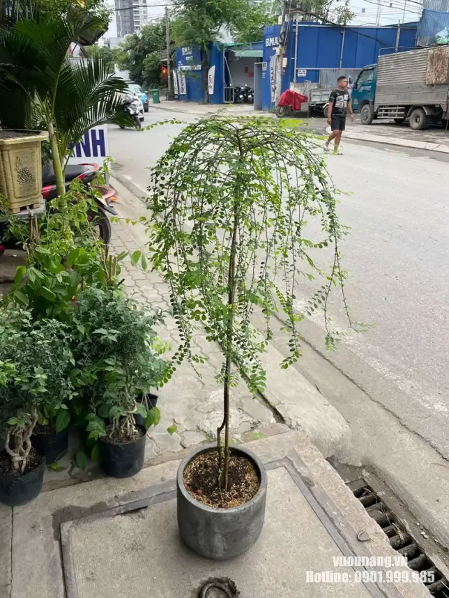 Cây Sơn Liễu rủ dáng tree phối chậu xi măng Hình ảnh mẫu cây Sơn Liễu rủ có phần thân cao, tán được tạo phía trên và nhiều cành dài buông xuống tạo thành dáng mềm như ô rủ. Cây được phối chậu xi măng đơn giản, phù hợp làm điểm nhấn tại sân vườn, hiên, ban công hoặc khu vực ngoài trời có ánh sáng tốt.
