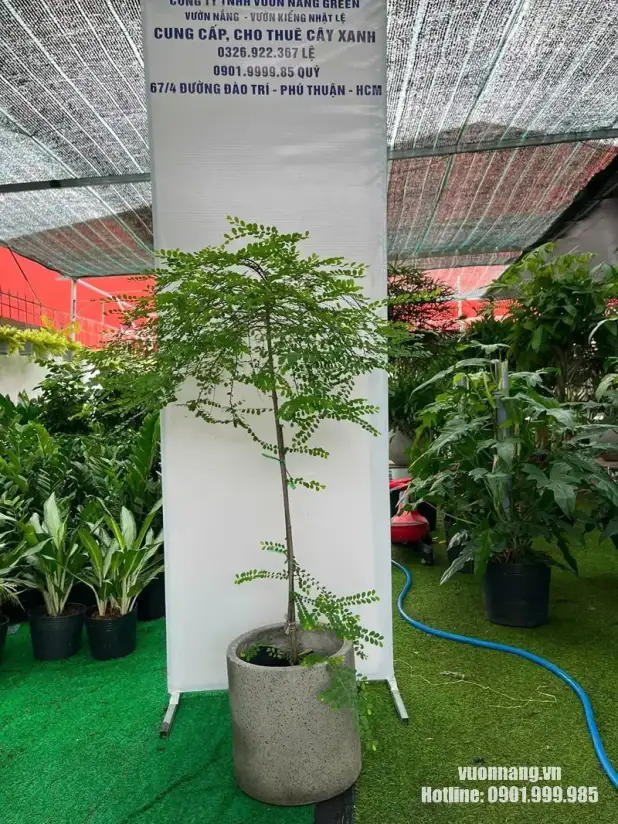Cây Sơn Liễu Thái Dáng Tree Tại Vườn Nắng Ảnh thực tế cây Sơn Liễu Thái dáng tree tại vườn, với phần thân cao, tán tập trung phía trên và nhiều nhánh nhỏ phát triển ngang rồi buông nhẹ. Hình ảnh giúp khách hàng hình dung rõ tỷ lệ thân, tán và kích thước cây trước khi lựa chọn.