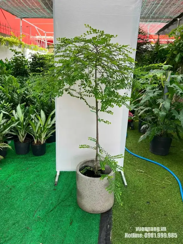 Cây Sơn Liễu dáng tree thực tế tại Vườn Nắng TP.HCM. Hình ảnh thực tế một mẫu cây Sơn Liễu được dưỡng tại Vườn Nắng, với thân thẳng, tán xanh phân tầng và cành nhỏ mềm.