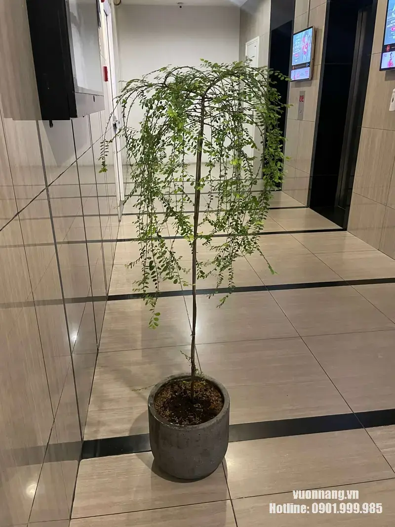Chậu Cây Sơn Liễu Rủ Dáng Tree Ảnh thực tế chậu cây Sơn Liễu dáng tree đặt trong khu vực sảnh. Phần thân được tạo cao, tán phía trên phát triển nhiều cành mảnh rủ dài xuống quanh thân. Hình ảnh thể hiện rõ form cây tree và tỷ lệ cây khi phối cùng chậu xi măng.