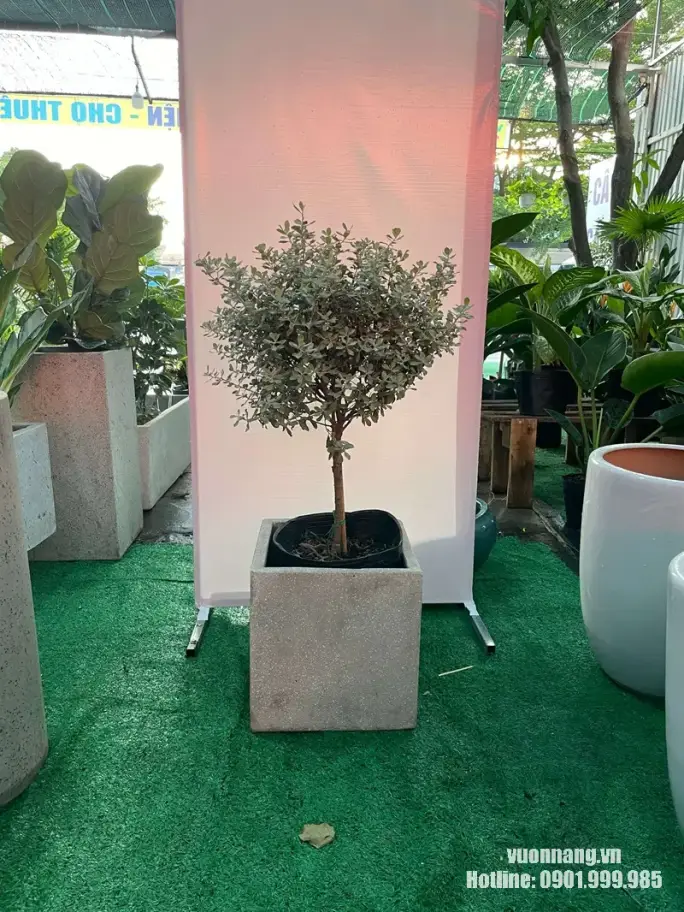 Hình ảnh thực tế cây Tuyết Sơn Phi Hồ với thân cây gọn, tán lá xám bạc được tạo dáng cân đối và phối cùng chậu vuông màu xám. Mẫu phù hợp tham khảo khi bố trí cây ngoài trời, sân vườn, hiên nhà hoặc khu vực cảnh quan có nhiều ánh sáng.
