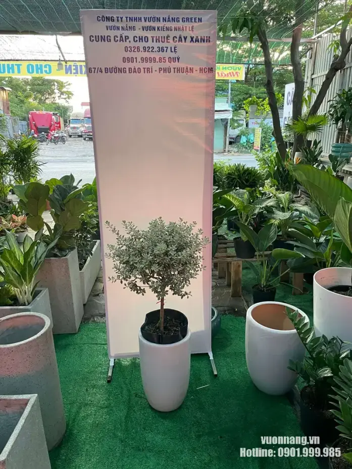 ây Tuyết Sơn Phi Hồ thực tế tại Vườn Nắng được phối với chậu trắng dáng cao. Tán cây tương đối tròn, lá nhỏ màu xanh xám bạc nổi bật trên nền chậu sáng, phù hợp tham khảo cho ban công nhiều nắng, hiên nhà hoặc không gian ngoại thất hiện đại.
