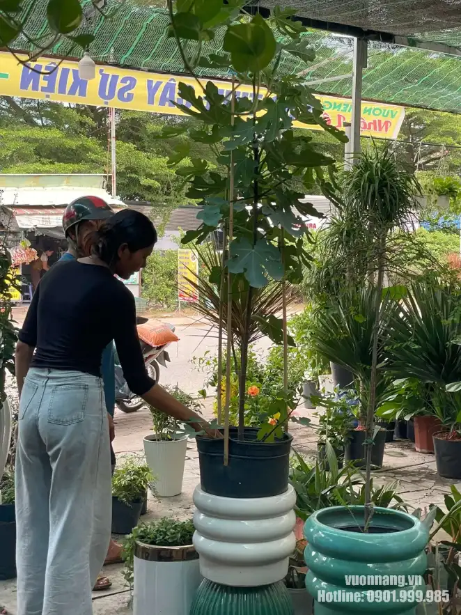 Chọn chậu phù hợp cho cây Sung Mỹ lớn Hình ảnh thực tế tại khu vực bán cây với một cây Sung Mỹ cao đang được kiểm tra và phối cùng các mẫu chậu trang trí.