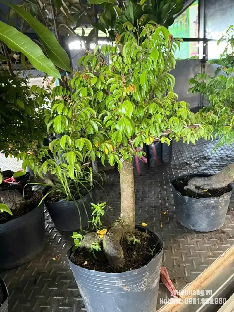 Cây khế cảnh gốc to tán lá xanh gọn Hình ảnh thực tế cây khế cảnh với phần gốc phát triển rõ, thân tương đối lớn và tán lá xanh gọn. Cây đang được dưỡng trong chậu nhựa, phù hợp làm cây khế sân vườn, cây cảnh ngoại thất hoặc lựa chọn để tiếp tục tạo dáng theo nhu cầu.