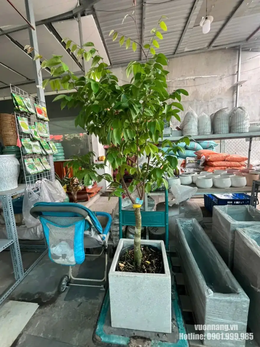 Cây khế cảnh trưởng thành trồng chậu vuông Hình ảnh cây khế cảnh thực tế với thân chính khá thẳng, nhiều cành phân nhánh và tán lá xanh. Cây được trồng trong chậu vuông kích thước lớn, thích hợp bố trí tại sân vườn, sân thượng, khu vực ngoài trời hoặc làm cây điểm nhấn cho cảnh quan.