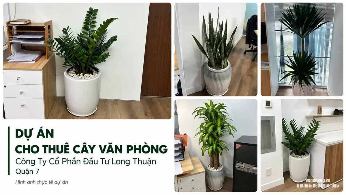 Dự Án Cho Thuê Cây Văn Phòng Công Ty Cổ Phần Đầu Tư Long Thuận Tại Quận 7
