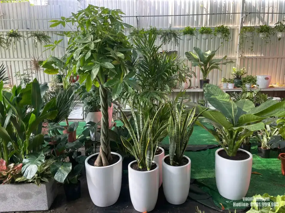 Bộ cây văn phòng chuẩn bị giao cho Rui Bo Việt tại Quận 7 Hình ảnh các cây văn phòng như Kim Ngân Bính, Lưỡi Hổ, Đại Phú Gia và các cây chậu trắng được chuẩn bị đồng bộ cho đơn thuê cây theo tháng.