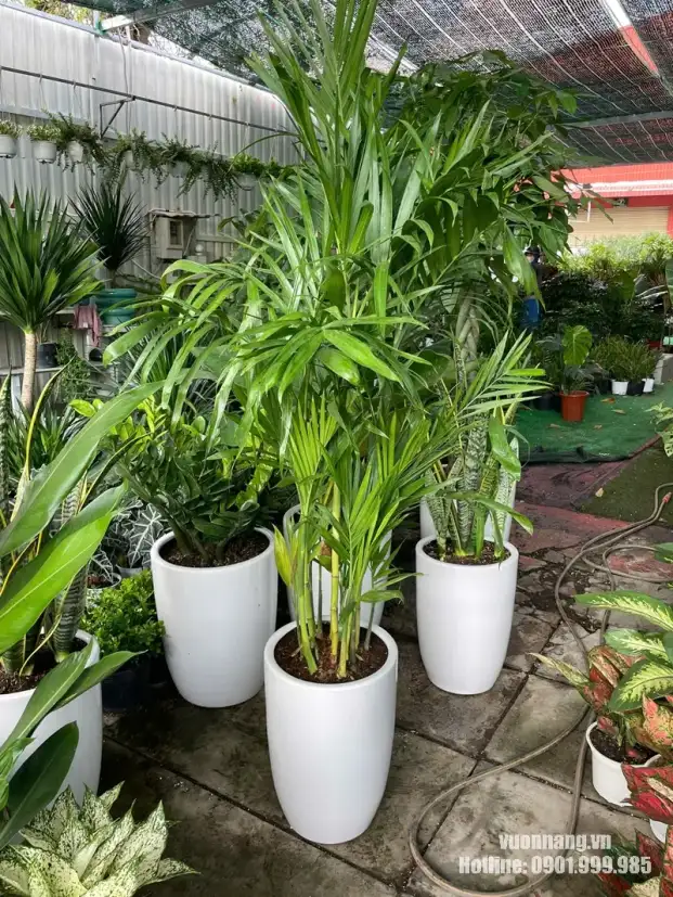 Cây Cau Hawai chậu trắng chuẩn bị giao văn phòng Rui Bo Việt Hình ảnh thực tế cây Cau Hawai trong chậu trắng tại khu vực chuẩn bị cây của Vườn Nắng, trước khi vận chuyển đến địa chỉ khách hàng tại Quận 7.