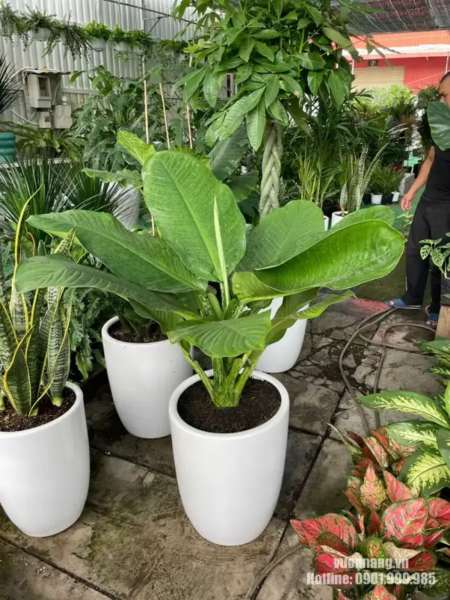 Cây Đại Phú Gia chậu trắng cho thuê văn phòng Rui Bo Việt Quận 7 Ảnh thực tế cây Đại Phú Gia có tán lá rộng được Vườn Nắng chuẩn bị trong chậu trắng cao trước khi giao cho khách hàng thuê cây văn phòng tại Quận 7.