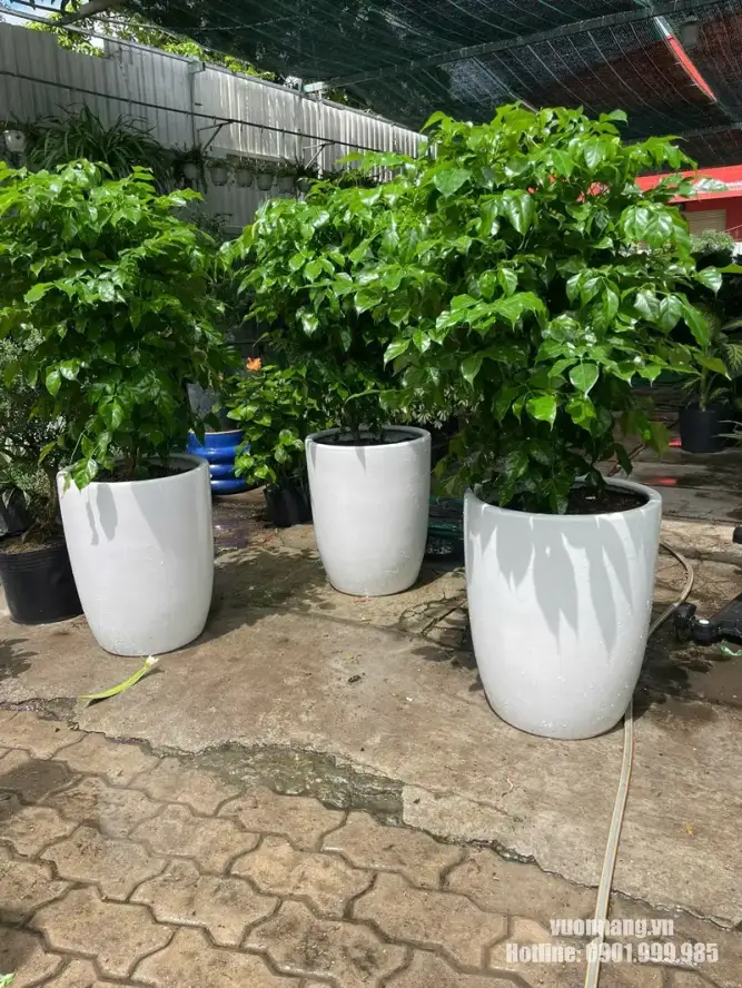 Cây Hạnh Phúc chậu trắng chuẩn bị cho văn phòng Rui Bo Việt Hình ảnh ba cây Hạnh Phúc có tán xanh rộng trong chậu trắng cao tại Vườn Nắng, thuộc bộ cây phục vụ dự án thuê cây của Rui Bo Việt.