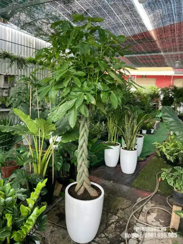 Cây Kim Ngân Bính chậu trắng chuẩn bị cho văn phòng Rui Bo Việt Quận 7 Hình ảnh thực tế cây Kim Ngân Bính thân bện, tán xanh lớn được trồng trong chậu trắng cao tại Vườn Nắng, thuộc bộ 30 cây chuẩn bị cho dự án thuê cây văn phòng Rui Bo Việt.