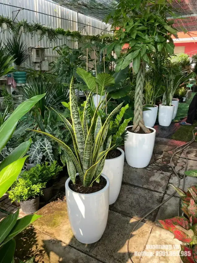 Cây Lưỡi Hổ chậu trắng chuẩn bị cho dự án thuê cây Rui Bo Việt Hình ảnh cây Lưỡi Hổ viền vàng trong chậu trắng cùng các cây cảnh văn phòng được Vườn Nắng tập kết và chuẩn bị cho dự án Rui Bo Việt tại Quận 7.