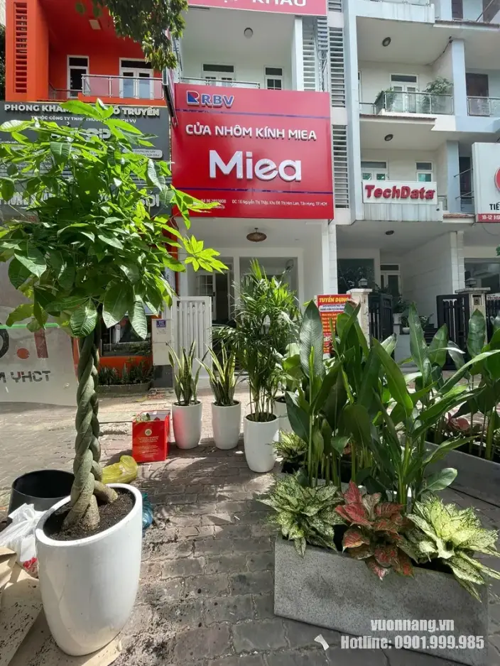 Hình ảnh thực tế dự án cho thuê cây Rui Bo Việt tại Quận 7 Hình ảnh thực tế tại địa chỉ dự án ở đường Nguyễn Thị Thập, Quận 7, với nhiều cây và chậu phối đã được Vườn Nắng vận chuyển đến nơi.