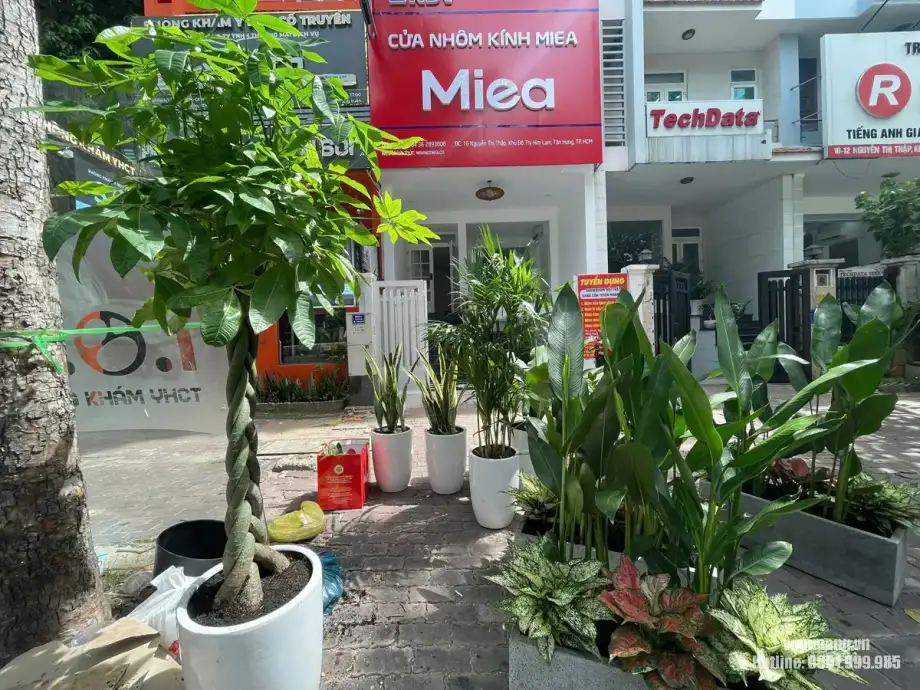 Tập kết cây văn phòng Rui Bo Việt tại đường Nguyễn Thị Thập Quận 7 Hình ảnh thực tế các chậu Kim Ngân Bính, Lưỡi Hổ, Cau Hawai và chậu cây phối được giao đến khu vực trước văn phòng Rui Bo Việt.