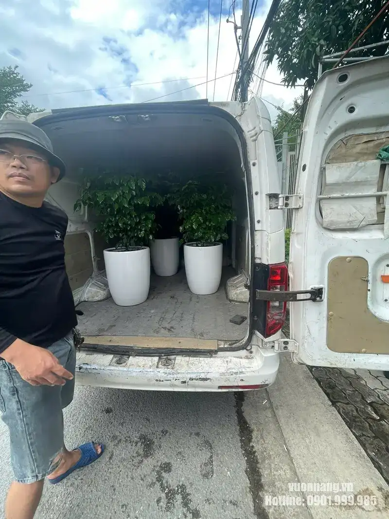 Vận chuyển cây văn phòng từ Vườn Nắng đến Rui Bo Việt Quận 7 Hình ảnh quá trình vận chuyển cây hạnh phúc cho dự án được bố trí trong xe trước khi giao khách hàng.