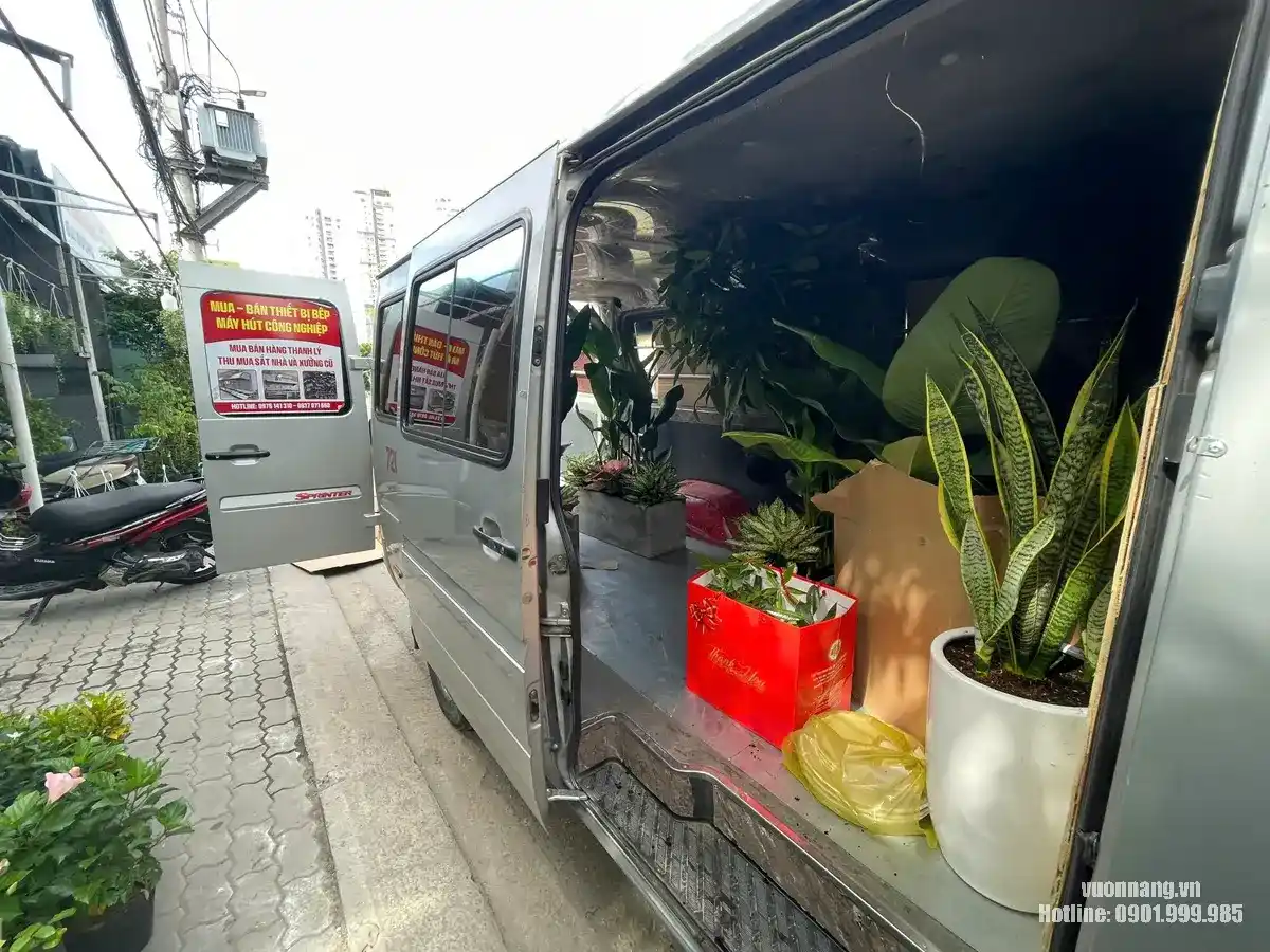 Xe vận chuyển cây chậu lớn giao cho văn phòng Rui Bo Việt Quận 7 Ảnh thực tế xe vận chuyển của dự án với nhiều cây tán lớn trong chậu trắng được xếp bên trong, ghi lại một trong các công đoạn giao cây cho Rui Bo Việt.