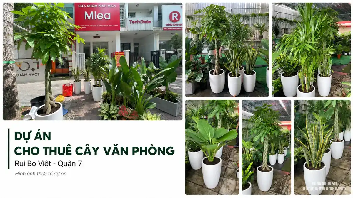 Dự Án Cho Thuê Cây Văn Phòng Công Ty TNHH Thương Mại Logistics Rui Bo Việt Tại Quận 7