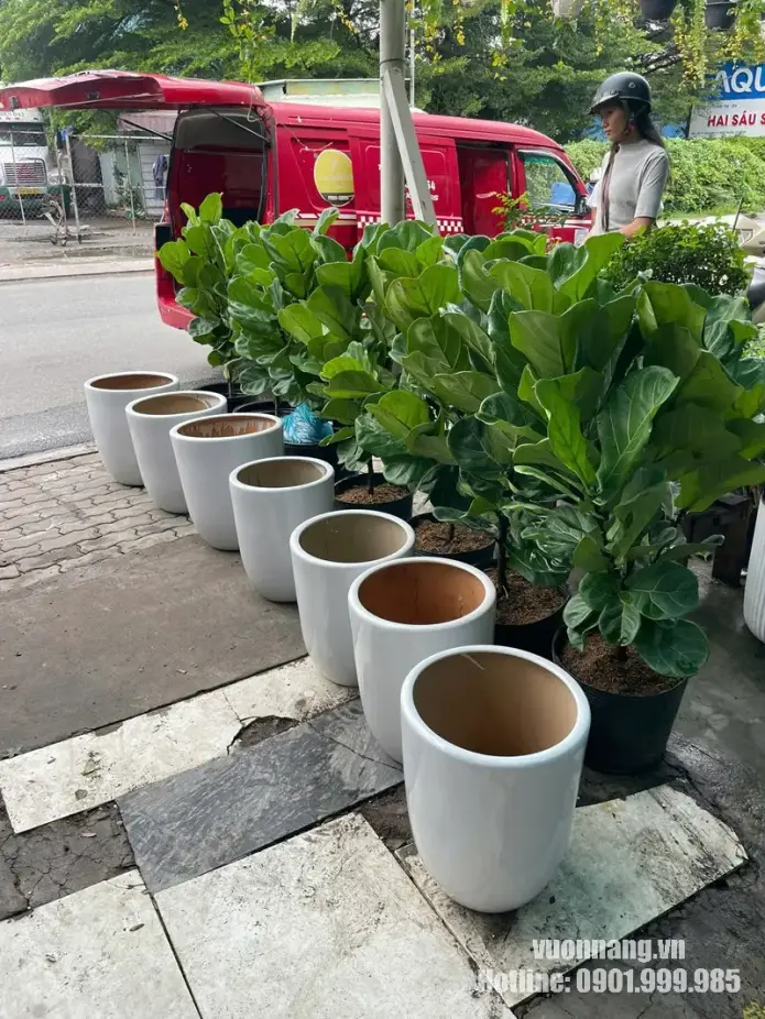 Chuẩn bị Bàng Singapore và chậu sứ trắng cho sự kiện Meta Marketing Forum Cây Bàng Singapore và hệ chậu sứ trắng được Vườn Nắng tập kết, kiểm tra và chuẩn bị trước khi giao đến sự kiện Meta Marketing Forum.