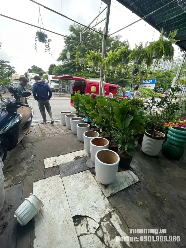 ườn Nắng chuẩn bị các chậu Bàng Singapore tại điểm tập kết trước khi vận chuyển tới GEM Center để phục vụ Meta Marketing Forum. ườn Nắng chuẩn bị các chậu Bàng Singapore tại điểm tập kết trước khi vận chuyển tới GEM Center để phục vụ Meta Marketing Forum.