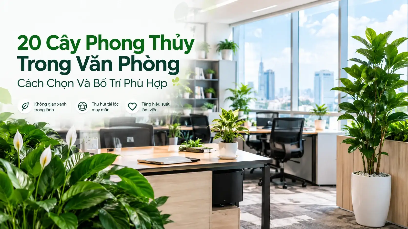 20 Cây Phong Thủy Trong Văn Phòng: Cách Chọn Và Bố Trí Phù Hợp